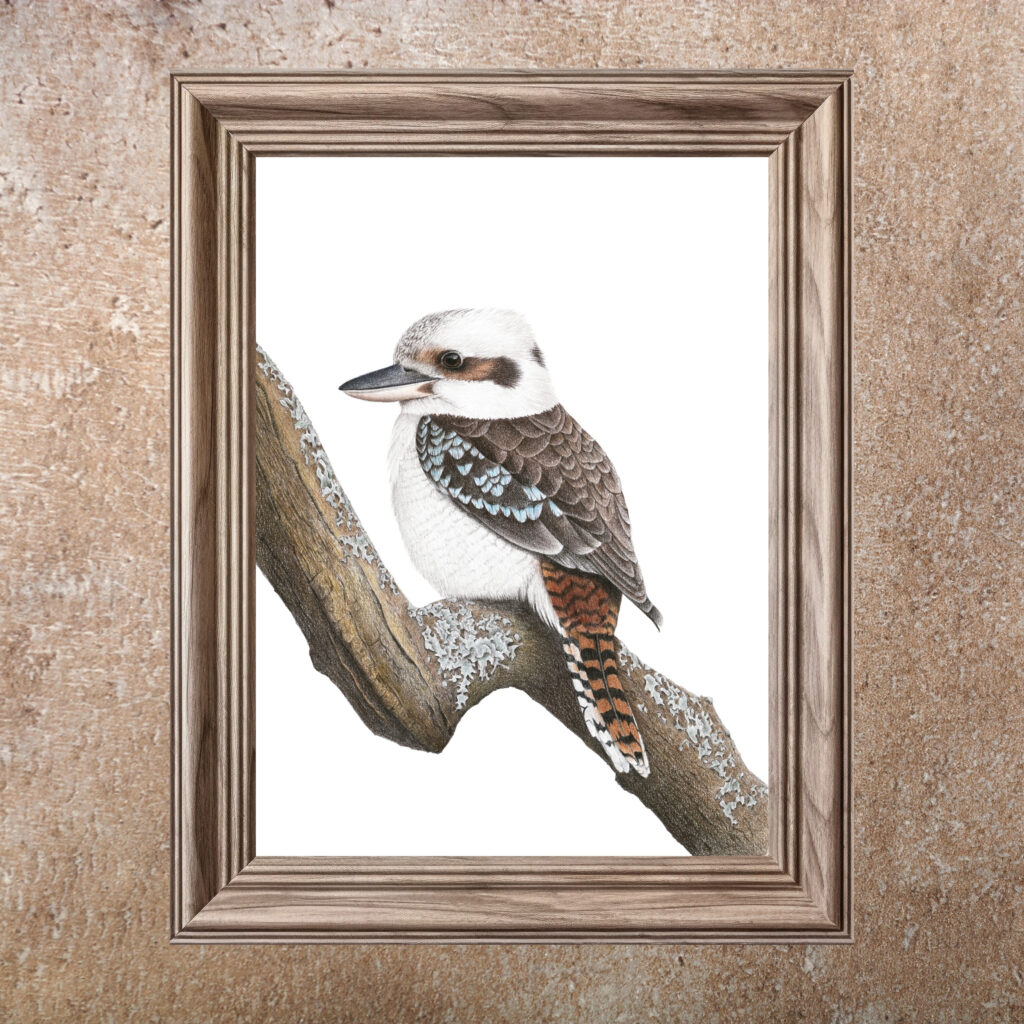 Kookaburra (Print)