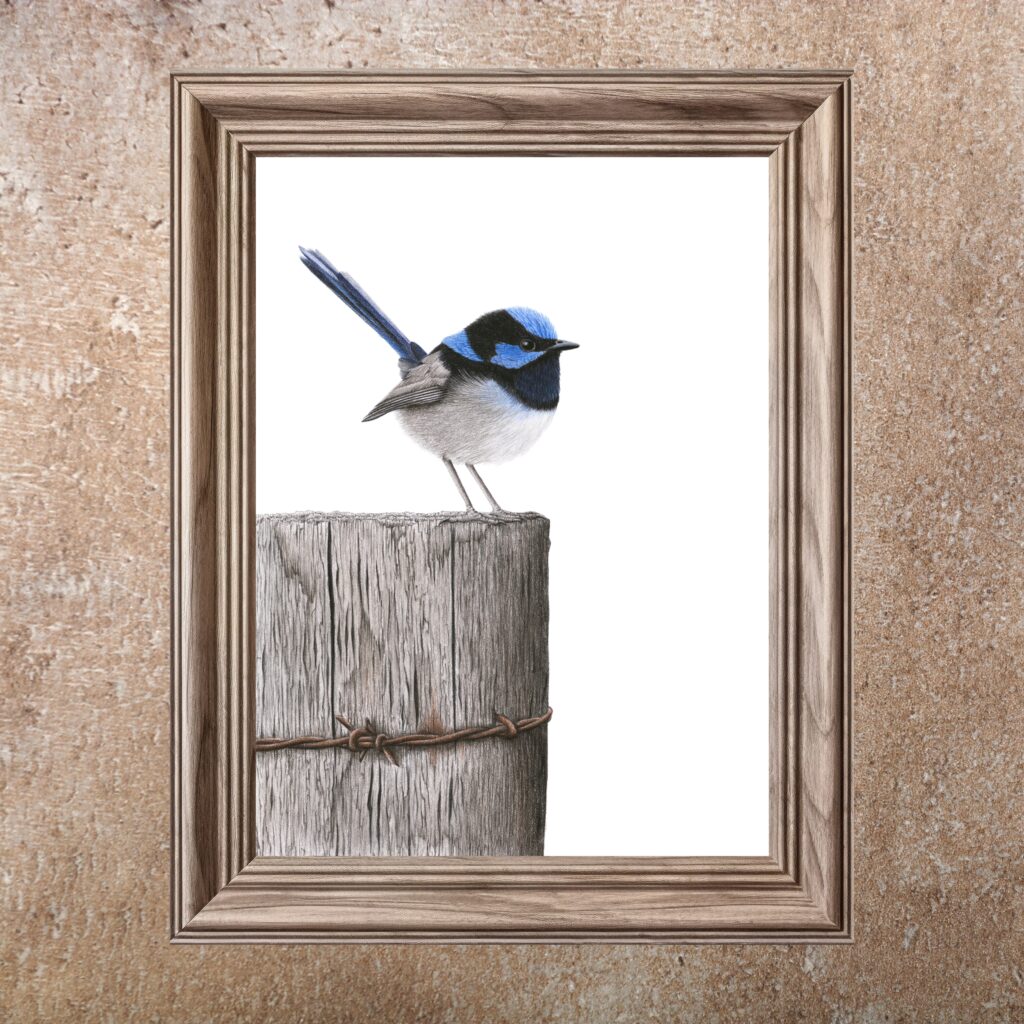 Superb Fairy-Wren (Print)