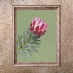 Protea (Print)