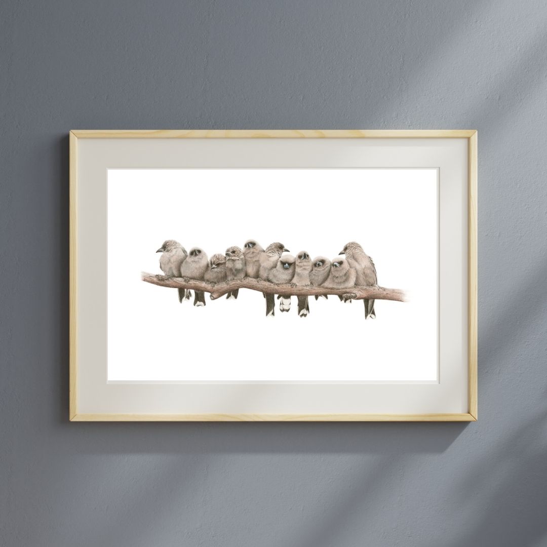 Dusky Woodswallows (Limited Edition Print) - Image 2