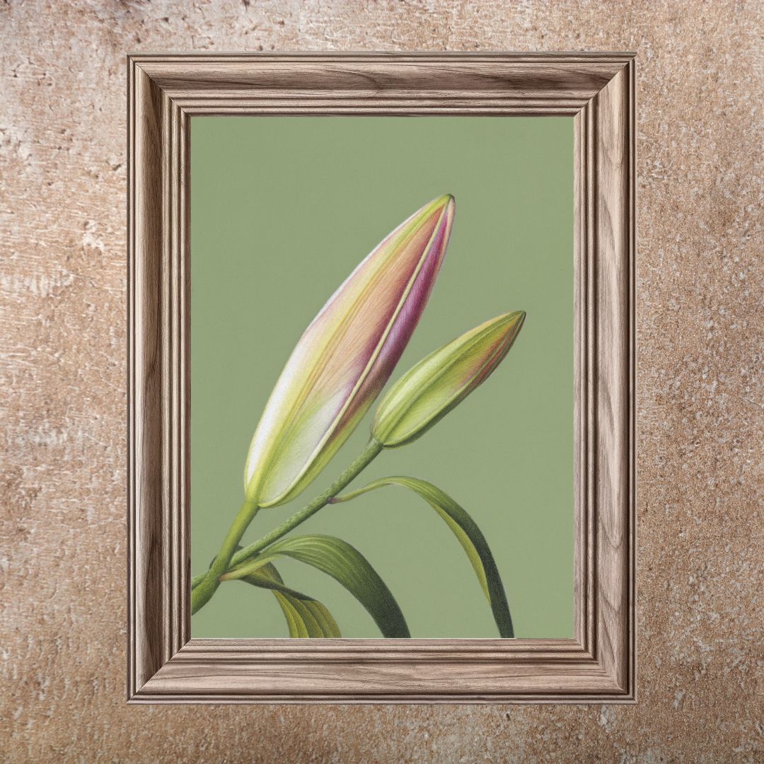 Oriental Lily (Print)