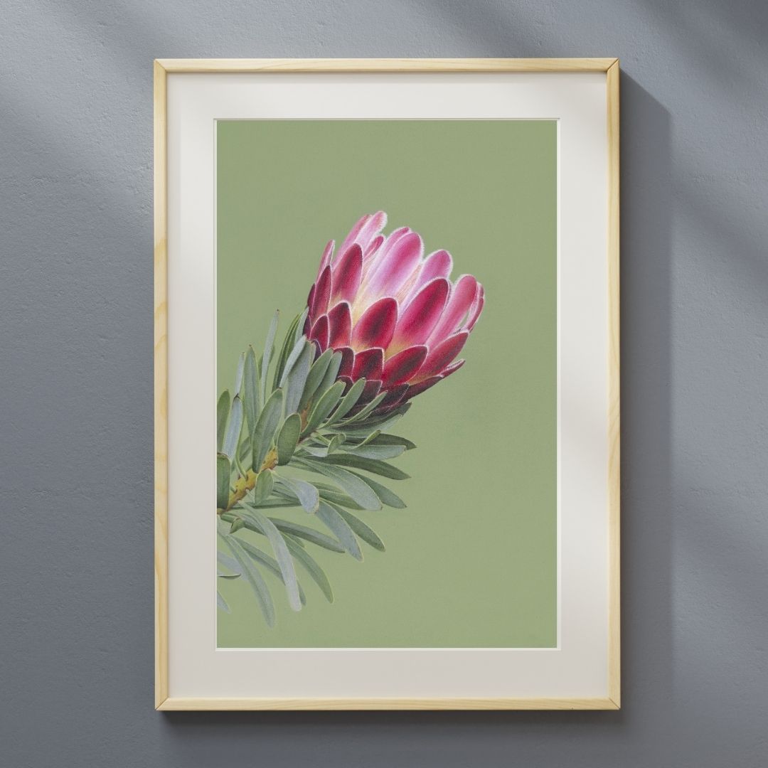 Protea (Print) - Image 3
