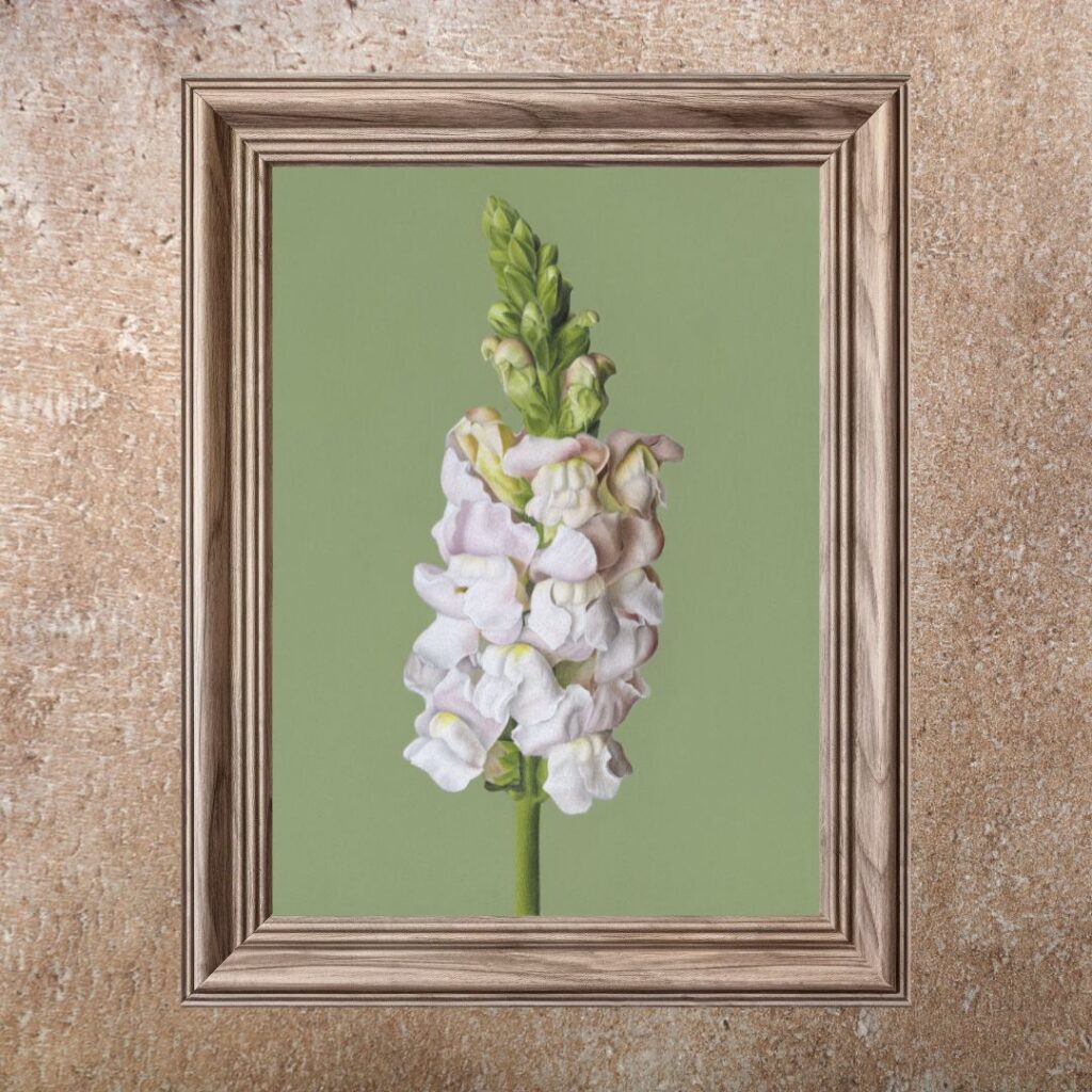 Snapdragon (Print)