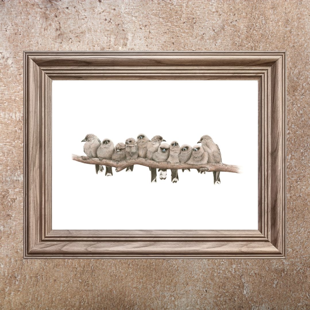 Dusky Woodswallows (Limited Edition Print)