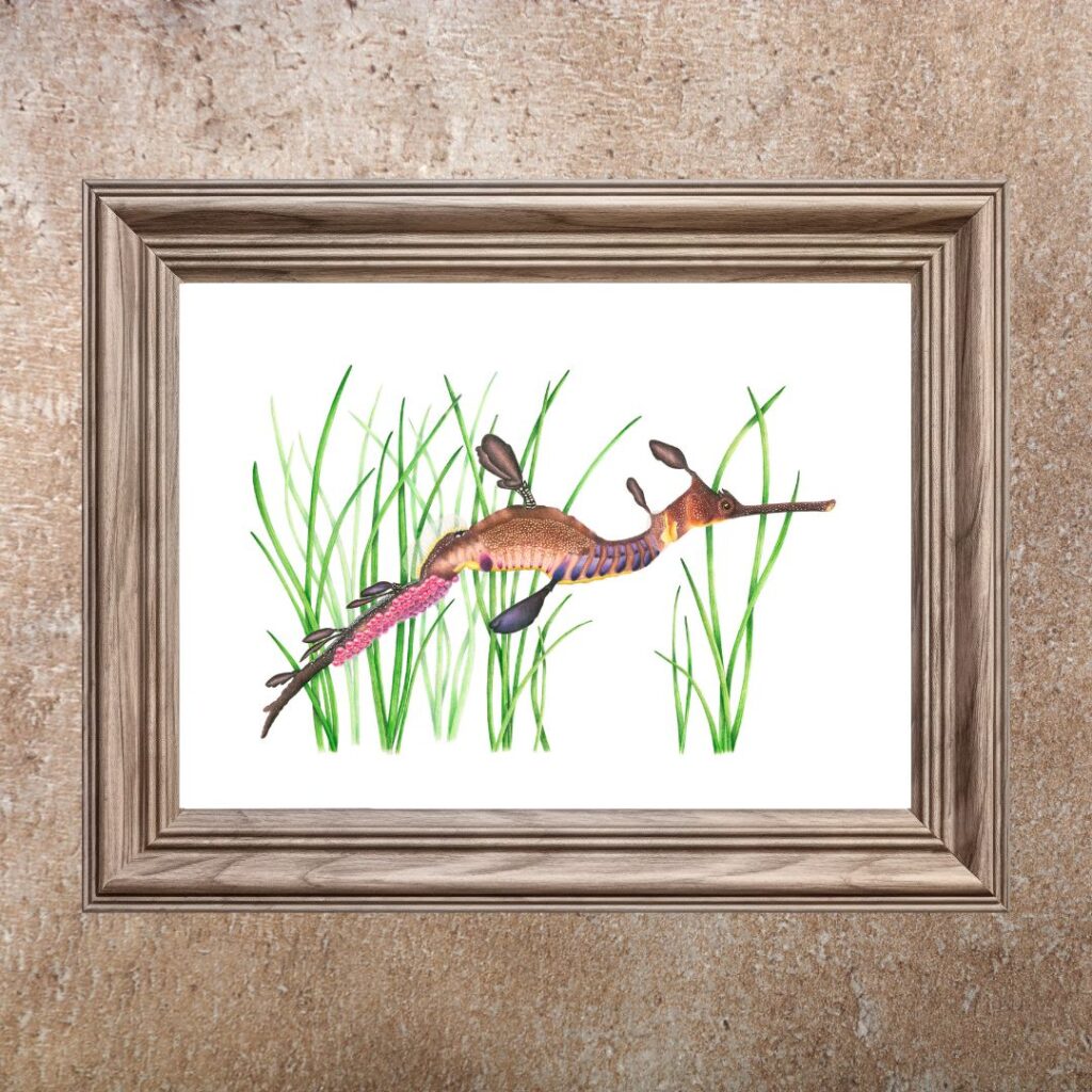 Weedy Seadragon (Limited Edition Print)
